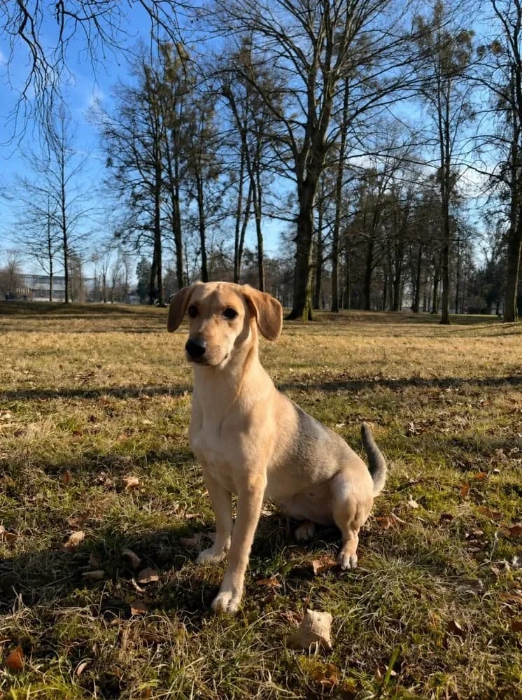 Mia, female Mixed Breed for adoption at Tierschutzverein Freilassing, Freilassing