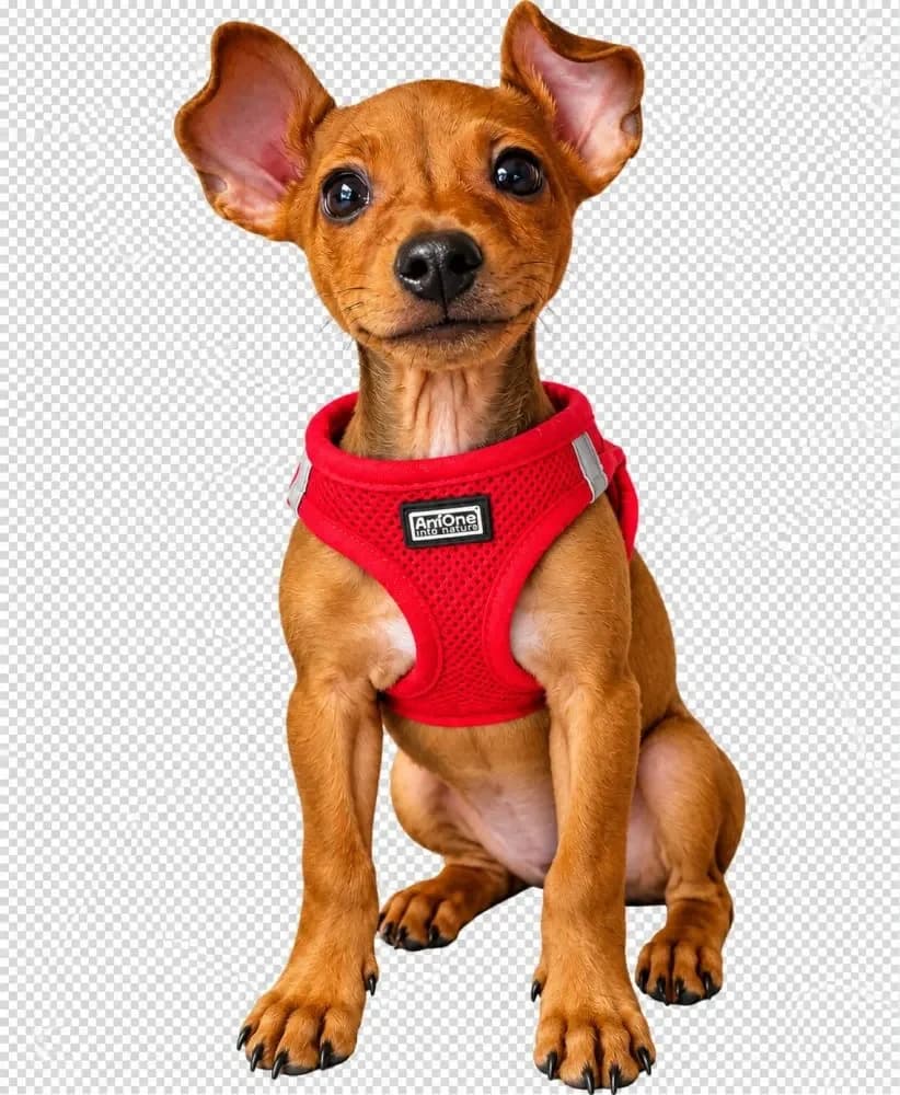 Klausi, male puppy mixed breed for adoption at Tierschutzverein Freilassing, Freilassing