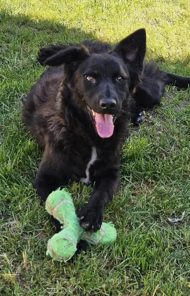 Clara, female Mixed Breed for adoption at Tierschutzverein Freilassing, Freilassing