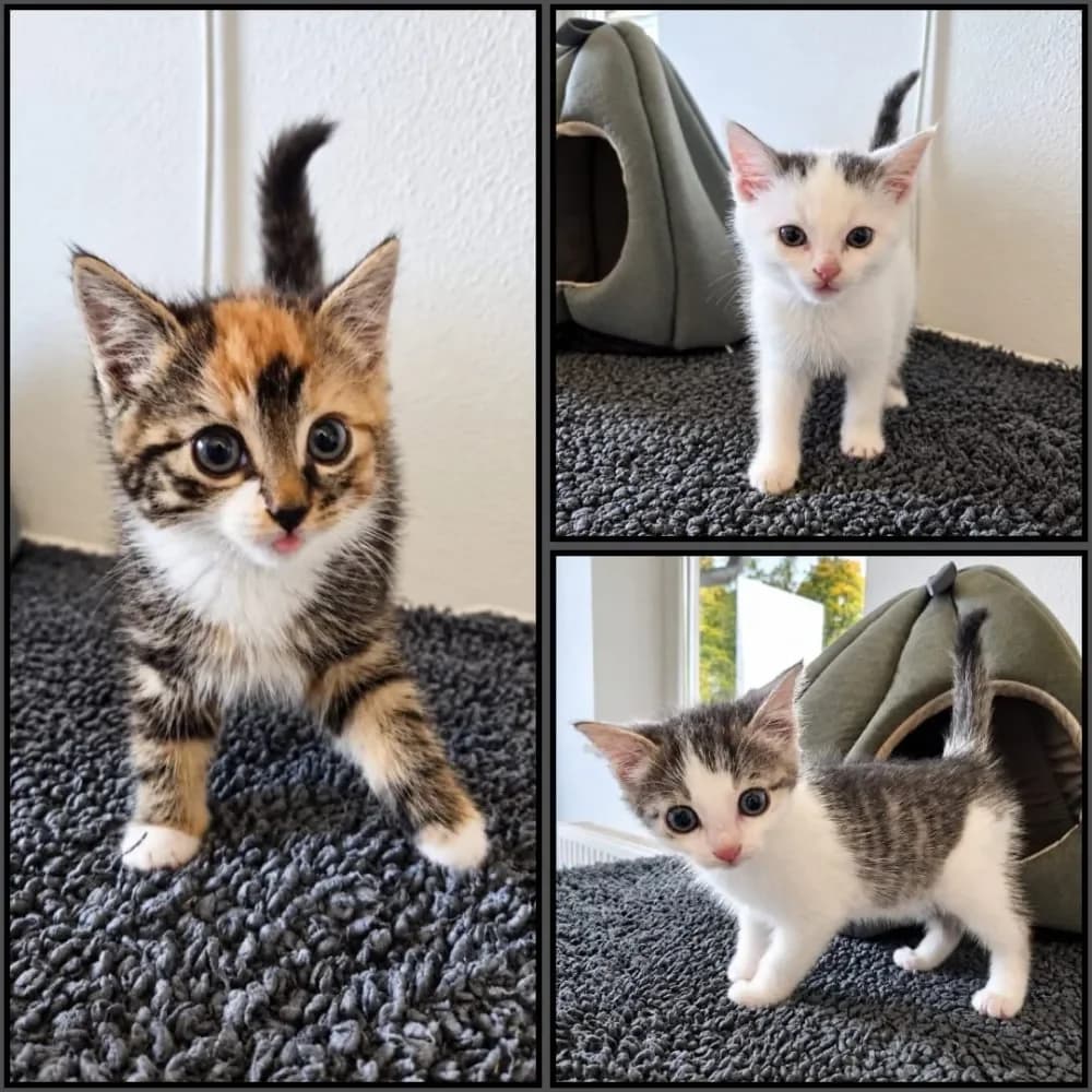 Maja, Willi und Puck, mixed breed for adoption at Tierschutzverein Freilassing, Freilassing