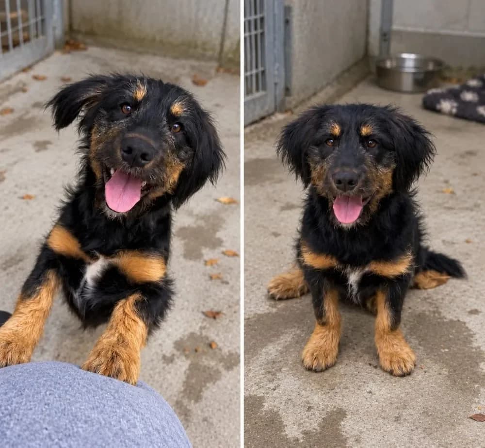 Otto, male Mixed Breed for adoption at Tierschutzverein Freilassing, Freilassing