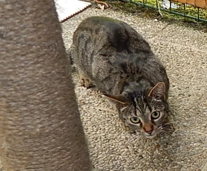 Momo, Pflegestelle gesucht, female senior Mixed Breed for adoption at Tierheim Landkreis Freising