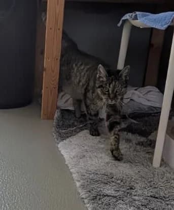 Alicia, Pflegestelle-Hospizplatz gesucht, female senior Mixed Breed for adoption at Tierheim Landkreis Freising