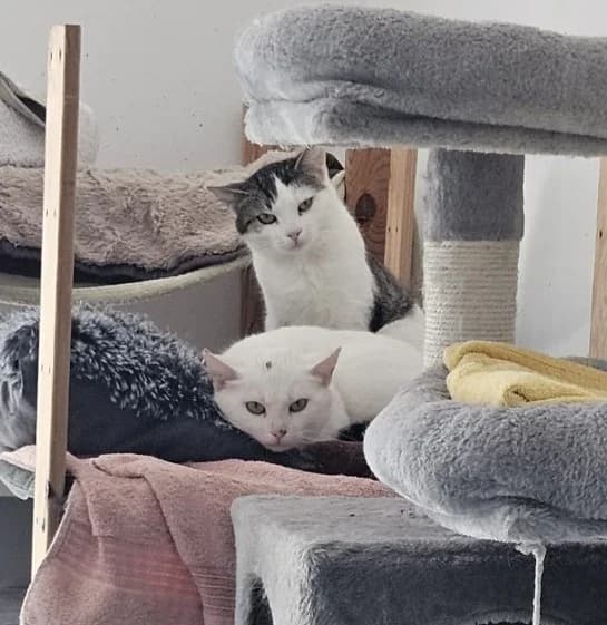 Vampy, Valeria und Vince, male young Mixed Breed for adoption at Tierheim Landkreis Freising