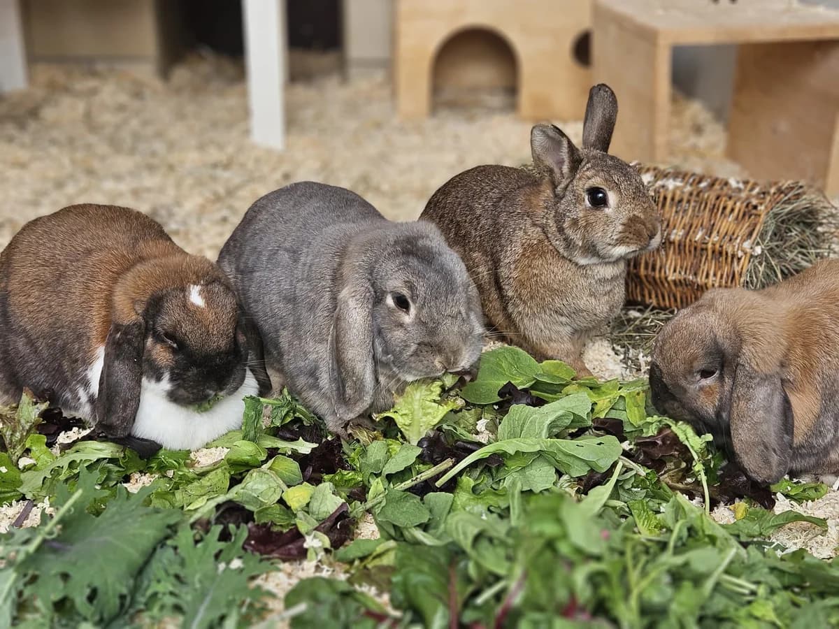 Karin und Kermit, male Mixed Breed for adoption at Tierheim Landkreis Freising