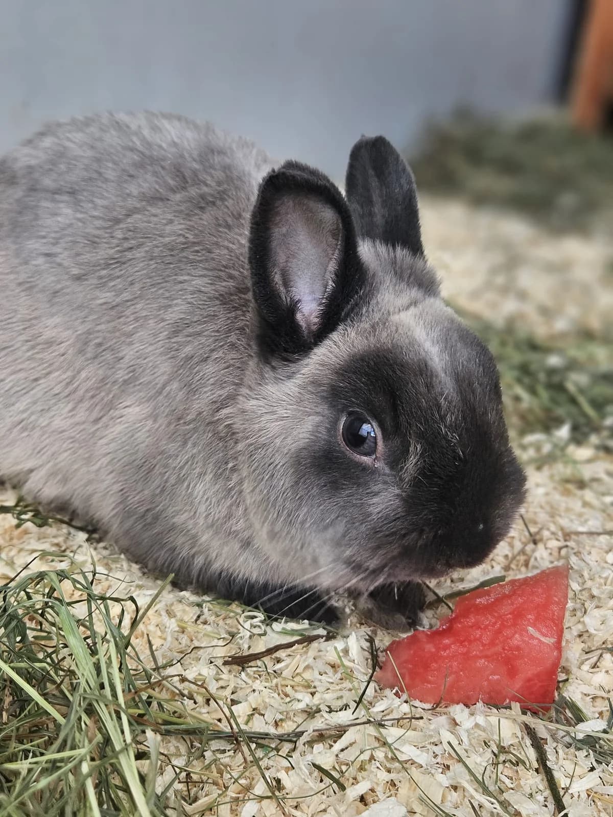 Lenny, male Mixed Breed for adoption at Tierheim Landkreis Freising