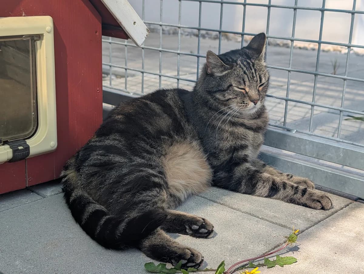 Lena, female senior Mixed Breed for adoption at Tierheim Landkreis Freising