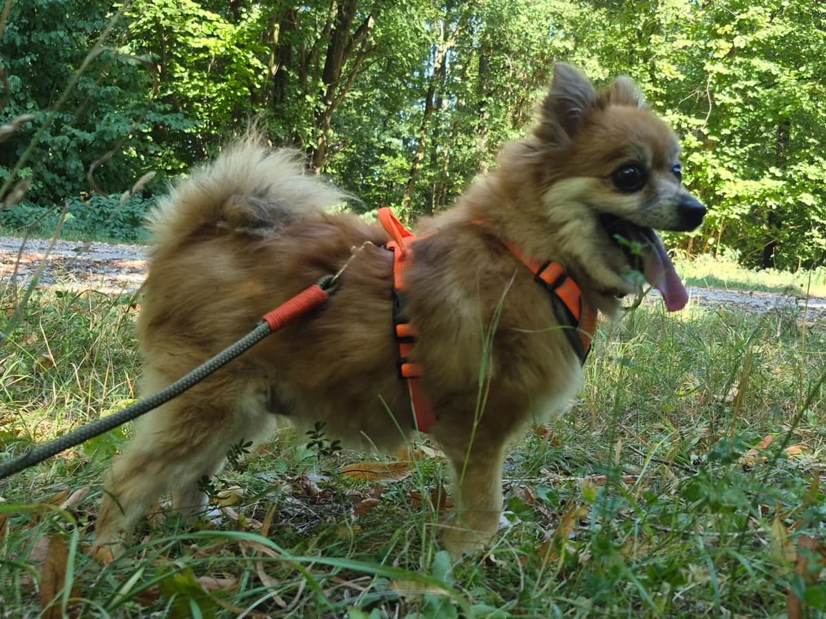 Mery Jo, female senior Mixed Breed for adoption at Tierheim Landkreis Freising