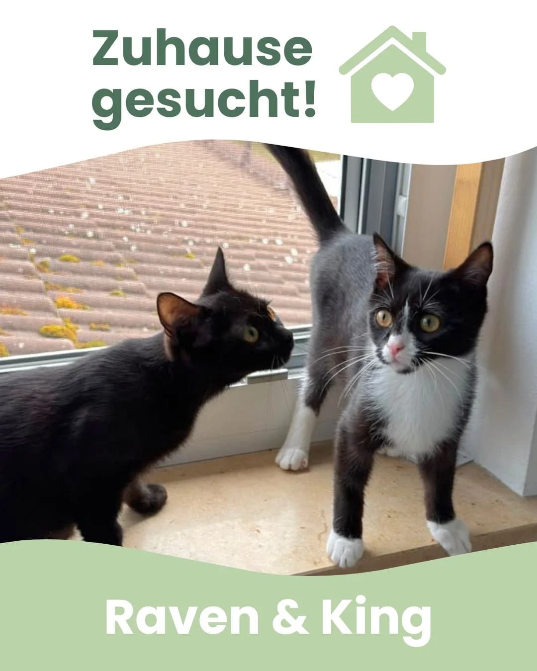 Raven & King, male Mixed Breed for adoption at Tierheim Landkreis Freising