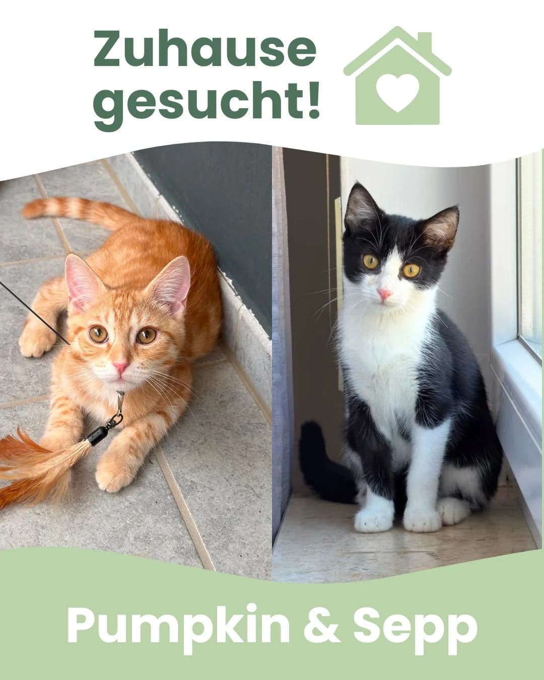 Pumpkin & Sepp, male Mixed Breed for adoption at Tierheim Landkreis Freising