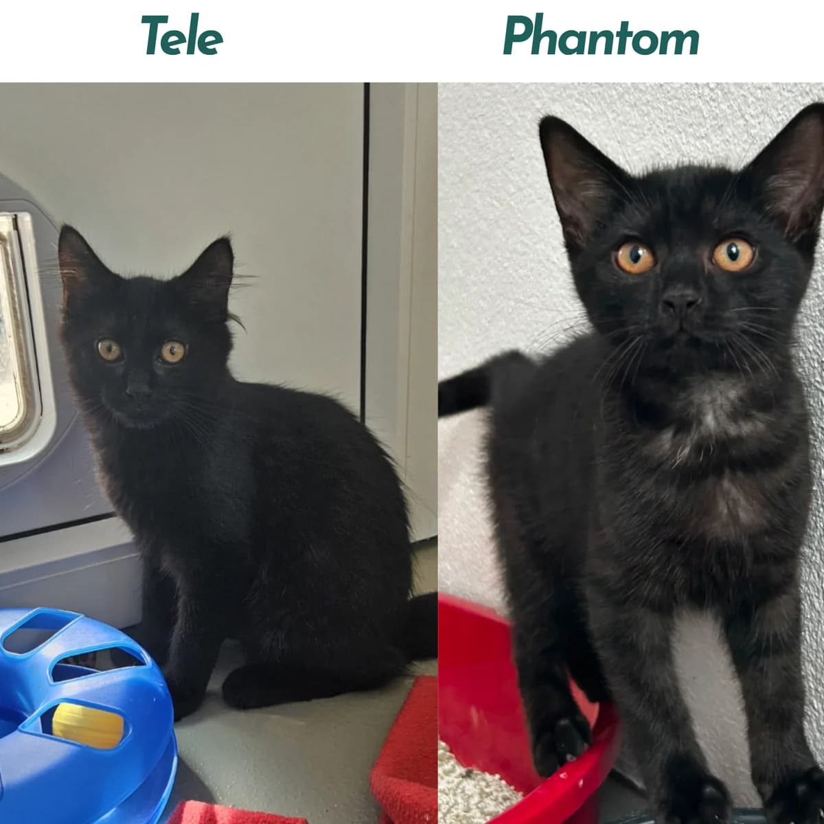 Tele und Phantom, male puppy Mixed Breed for adoption at Tierheim Landkreis Freising