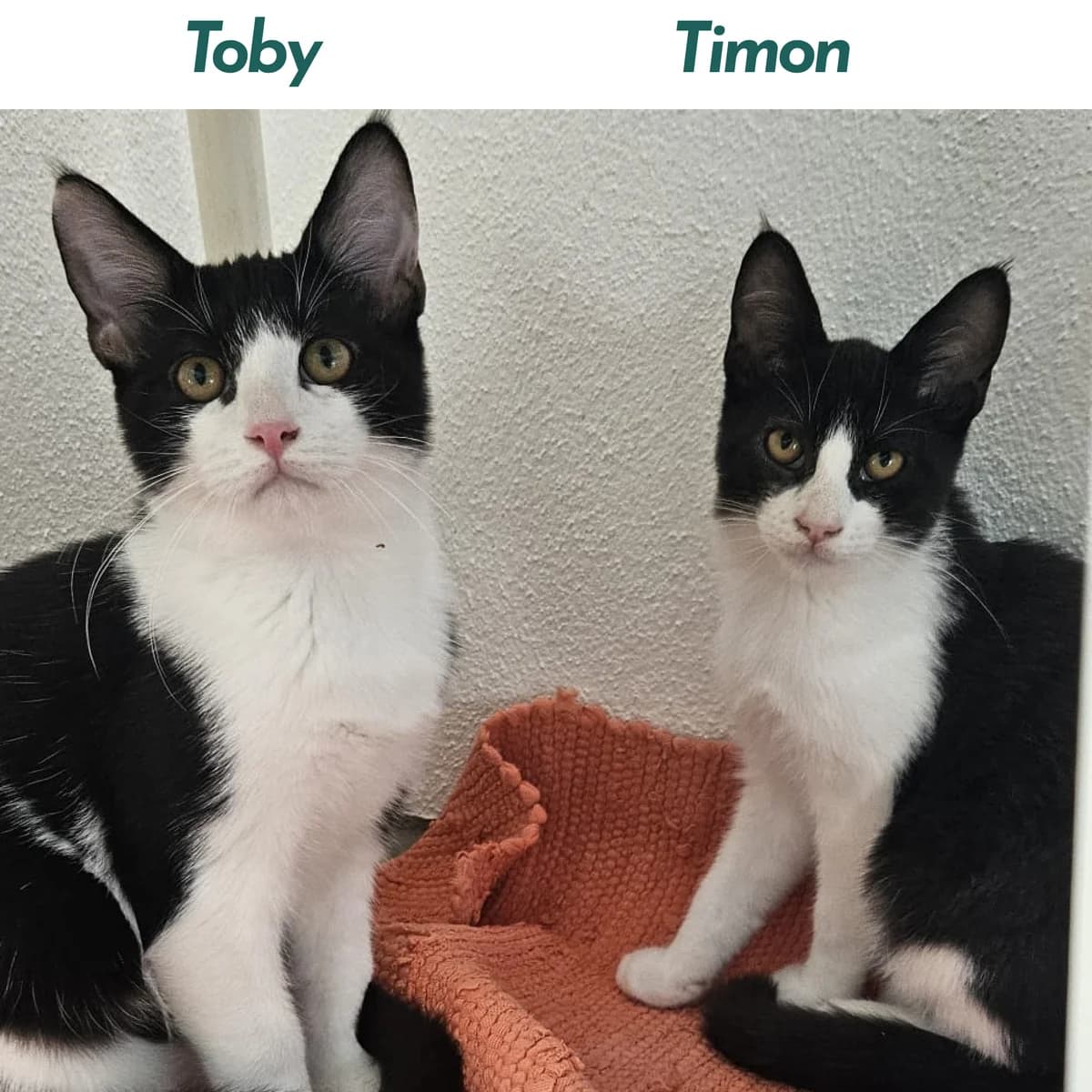 Toby, Timmy und Timon, male puppy Mixed Breed for adoption at Tierheim Landkreis Freising