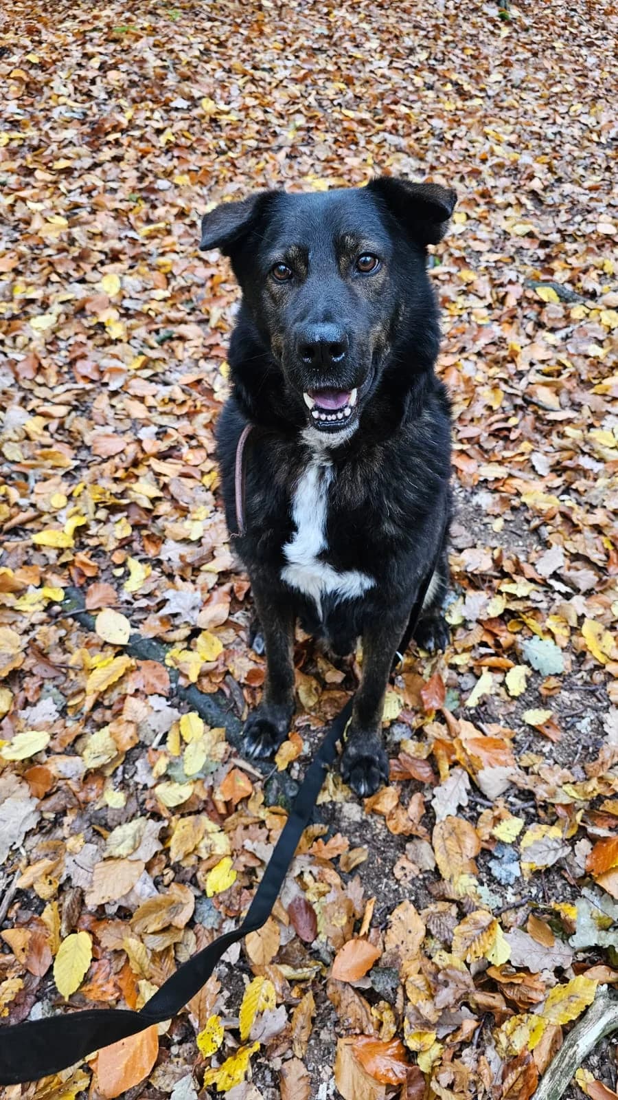 Robert, senior Mixed Breed for adoption at Tierheim Tierschutzverein Freital