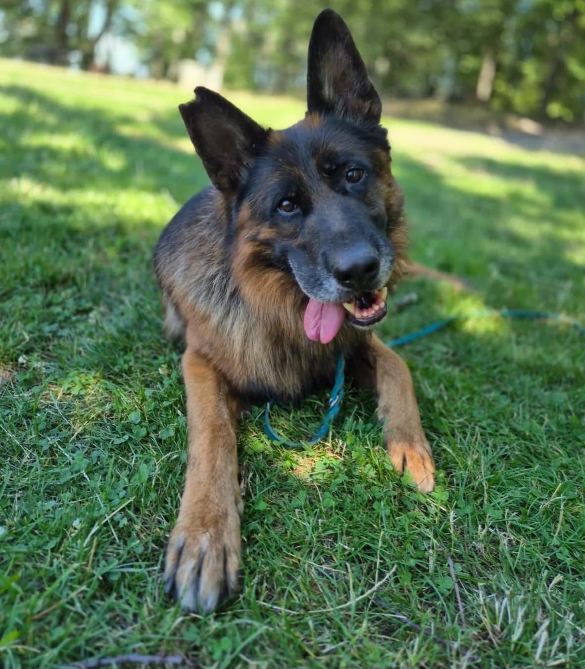 Kayo, male senior Mixed Breed for adoption at Tierheim Tierschutzverein Freital