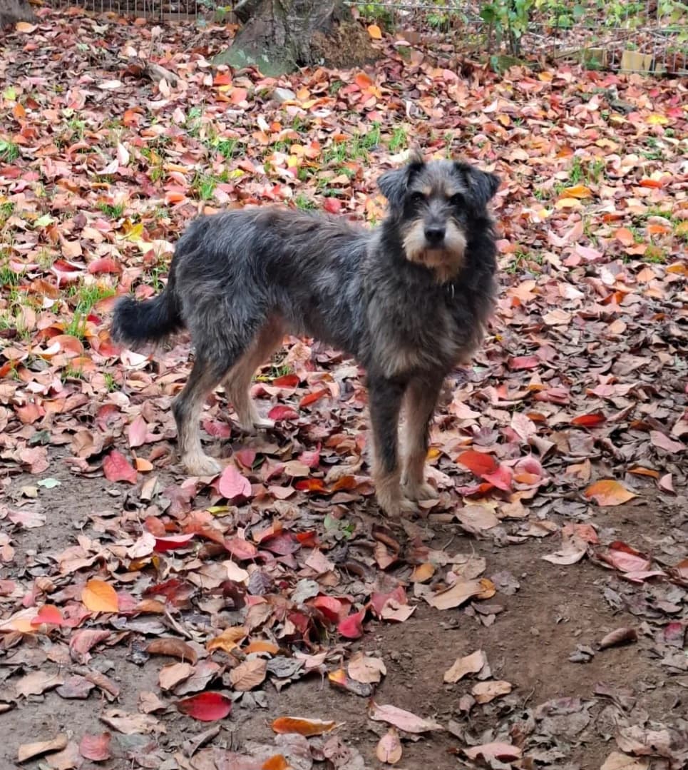 Alfons, female senior Mixed Breed for adoption at Tierheim Tierschutzverein Freital