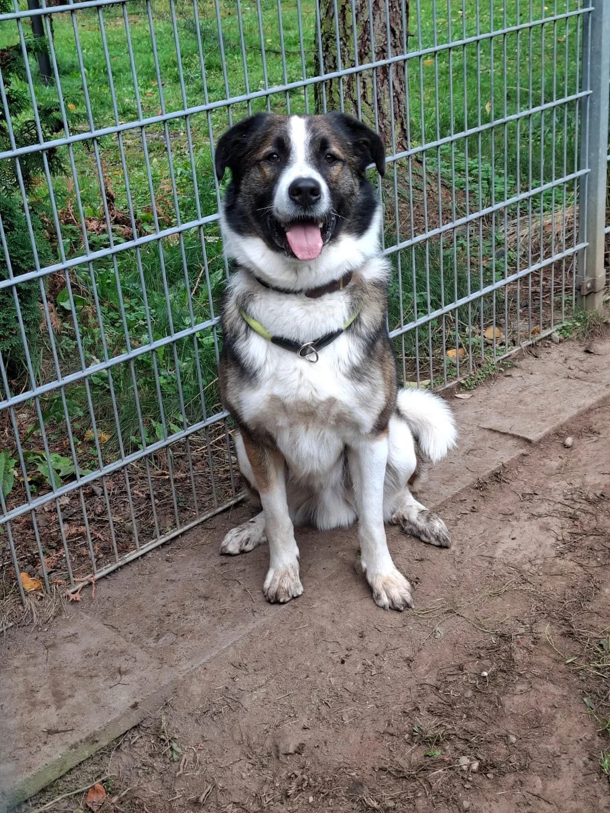 Lennart (lenny), male senior Mixed Breed for adoption at Tierheim Tierschutzverein Freital