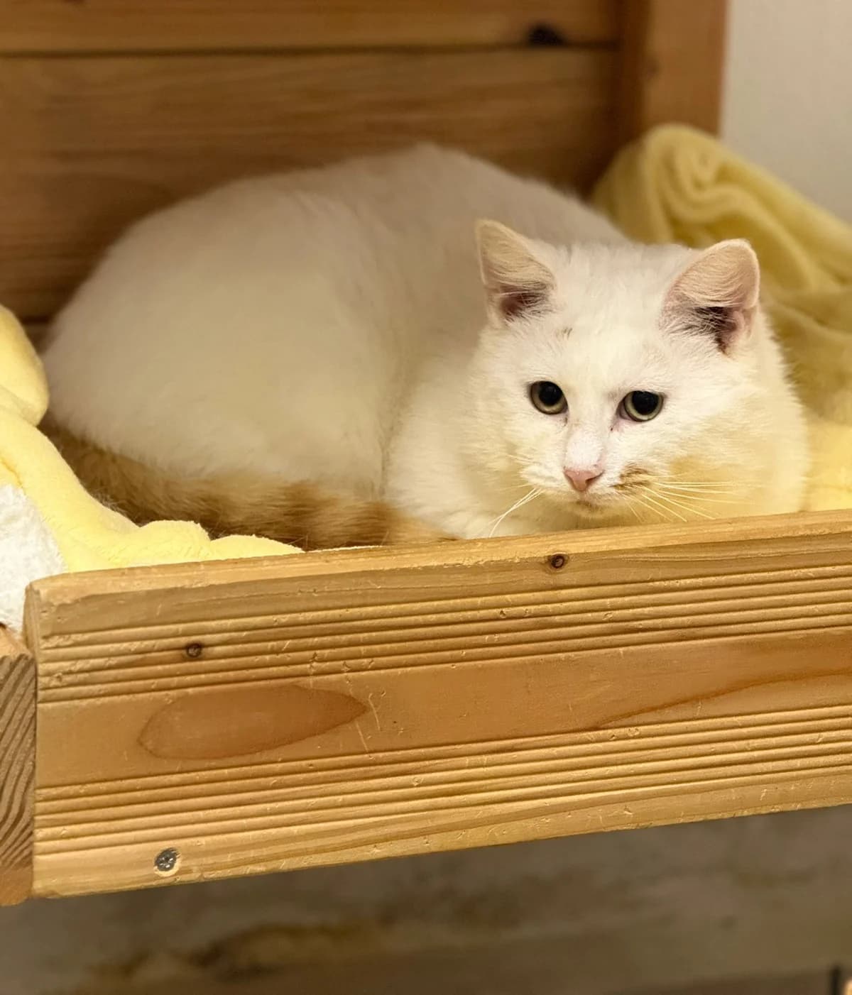 Schroti, male Mixed Breed for adoption at Tierheim Tierschutzverein Freital