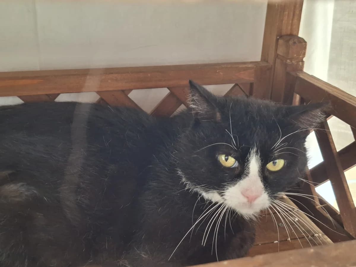 Domino, male Mixed Breed for adoption at Tierheim Tierschutzverein Freital
