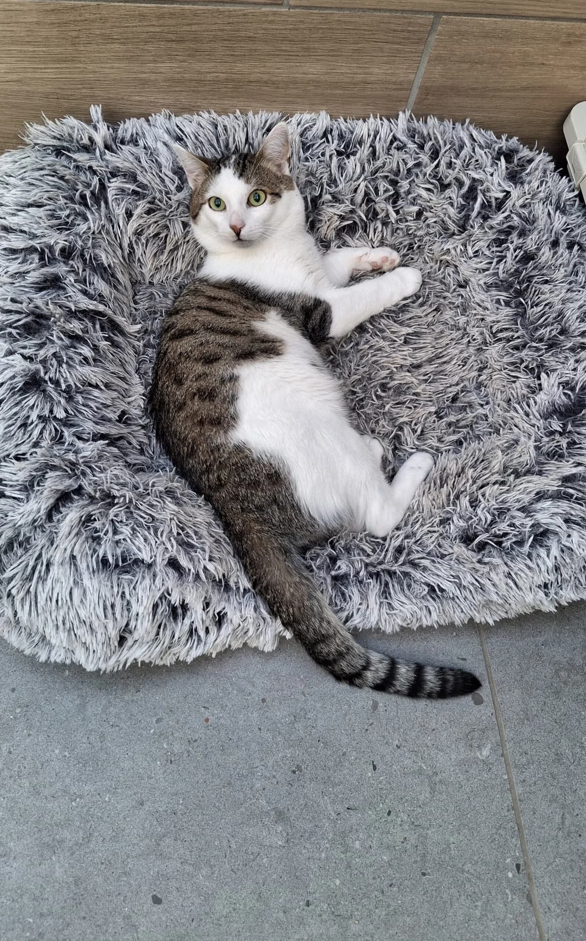Melvin, male Mixed Breed for adoption at Tierheim Tierschutzverein Freital