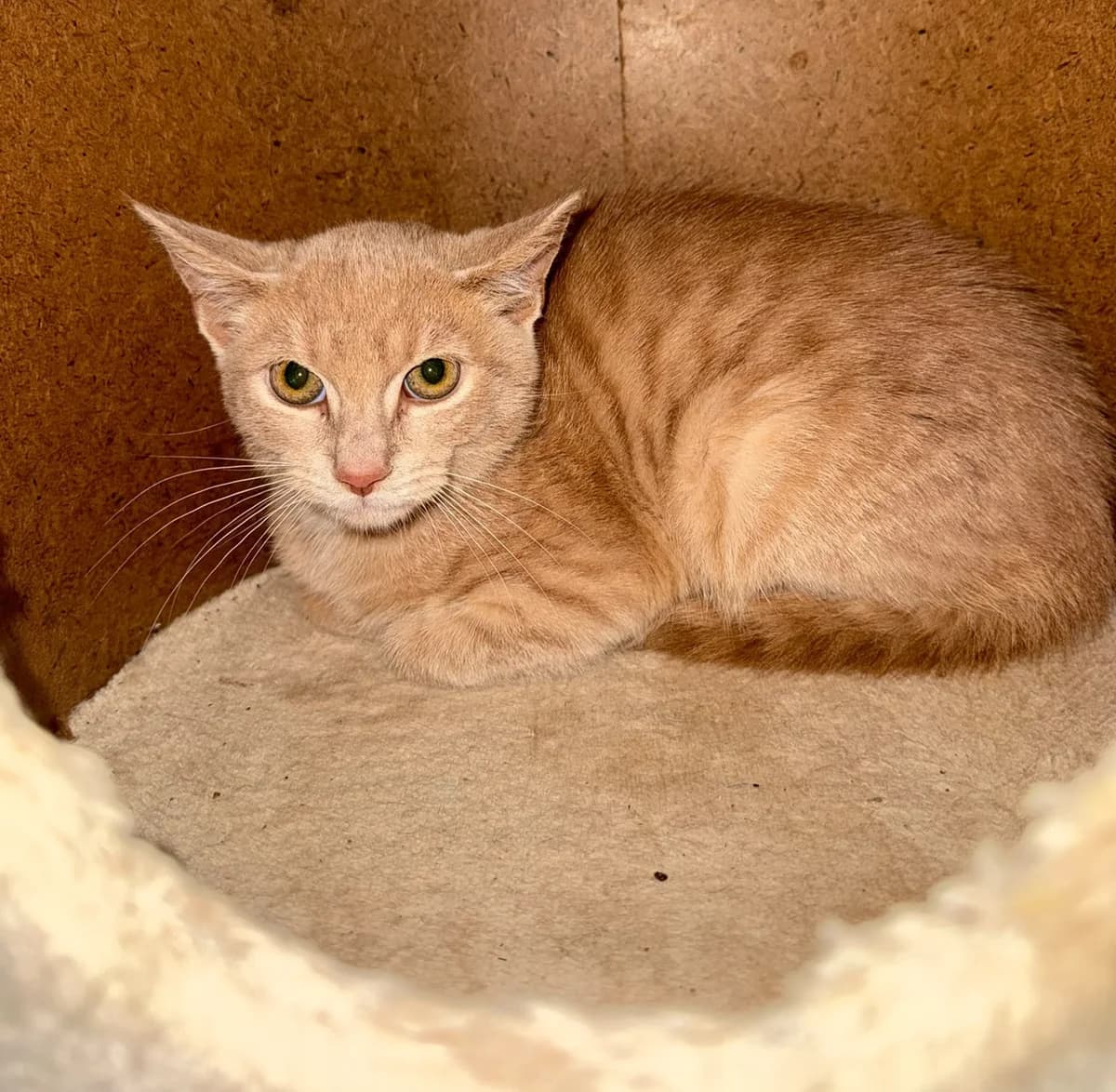 Cat 26352, male Mixed Breed for adoption at Tierheim Tierschutzverein Freital