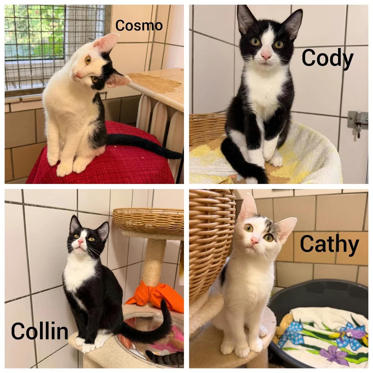 Cosmo Und Co, puppy mixed breed for adoption at Tierheim Tierschutzverein Freital