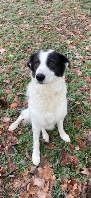 Annelie, Mixed Breed for adoption at Tierheim Friedrichshafen, Friedrichshafen
