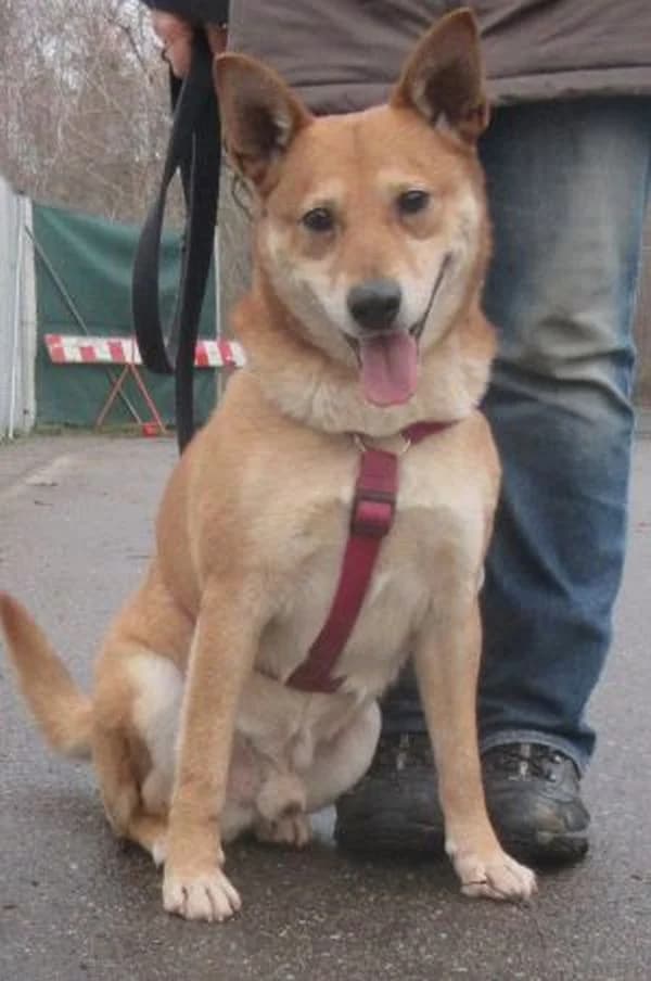 Ari – Gnadenbrothund, Mixed Breed for adoption at Tierheim Friedrichshafen, Friedrichshafen