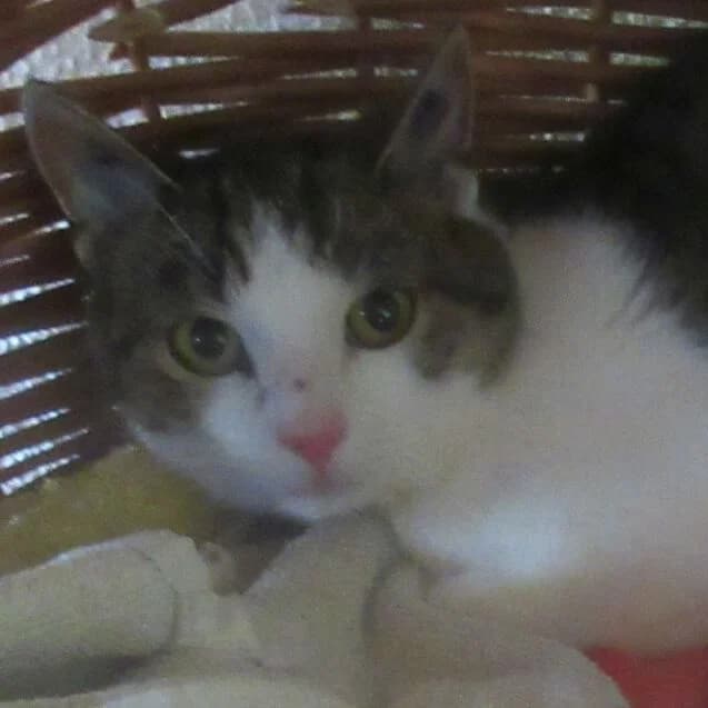 Barnie, Mixed Breed for adoption at Tierheim Friedrichshafen, Friedrichshafen