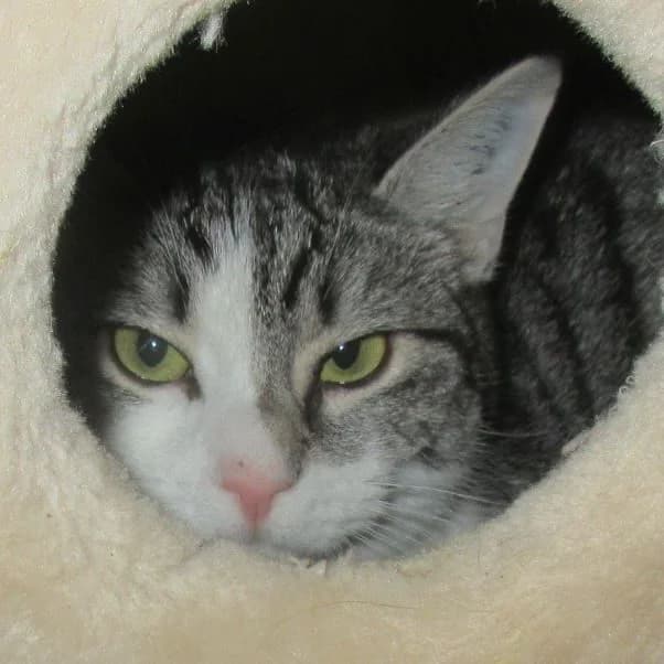 Benta, Mixed Breed for adoption at Tierheim Friedrichshafen, Friedrichshafen