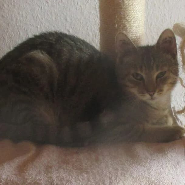 Dirk, Mixed Breed for adoption at Tierheim Friedrichshafen, Friedrichshafen