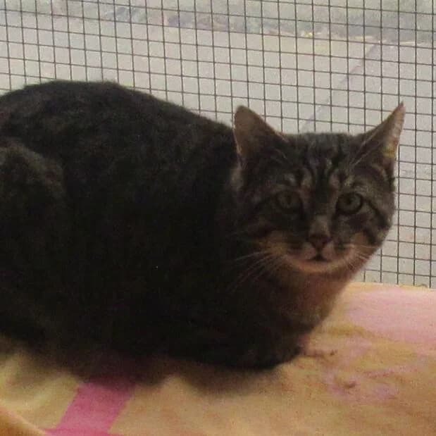 Guido, Mixed Breed for adoption at Tierheim Friedrichshafen, Friedrichshafen