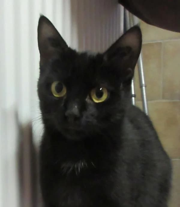 Gudrun, Mixed Breed for adoption at Tierheim Friedrichshafen, Friedrichshafen