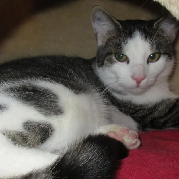Hilke, Mixed Breed for adoption at Tierheim Friedrichshafen, Friedrichshafen