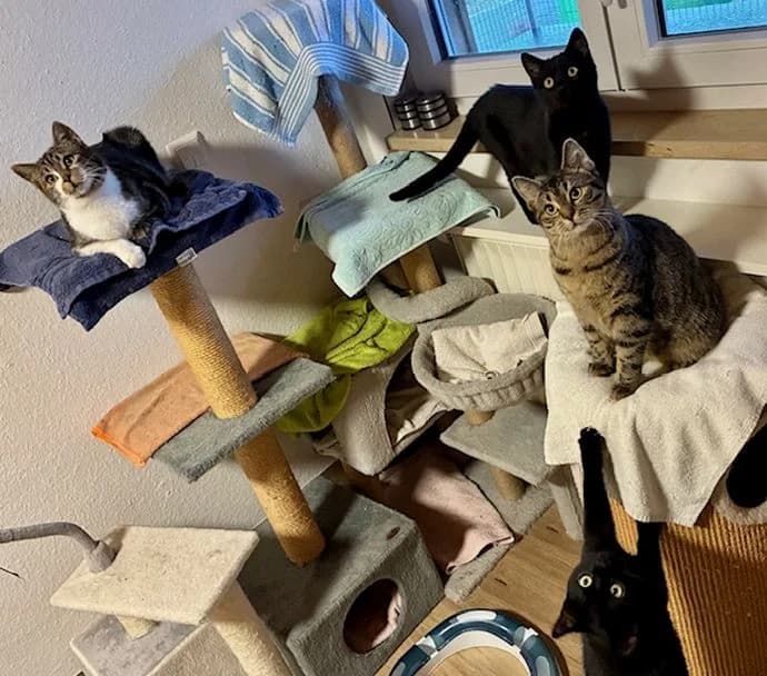 Jungkatzen, Mixed Breed for adoption at Tierheim Friedrichshafen, Friedrichshafen