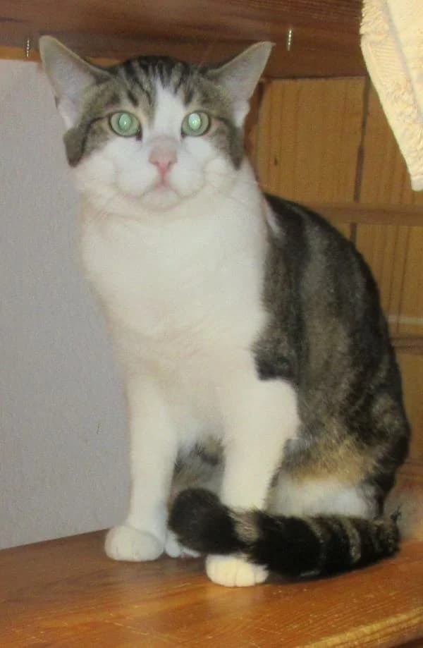 Tessa und Tilo, Mixed Breed for adoption at Tierheim Friedrichshafen, Friedrichshafen