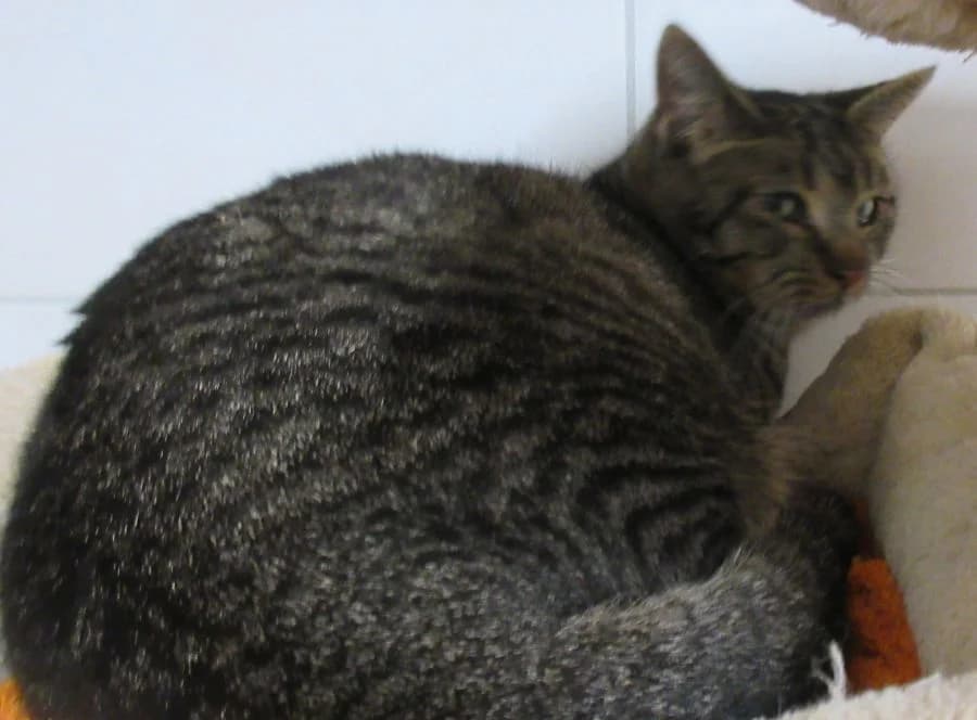 Mara, Mixed Breed for adoption at Tierheim Friedrichshafen, Friedrichshafen