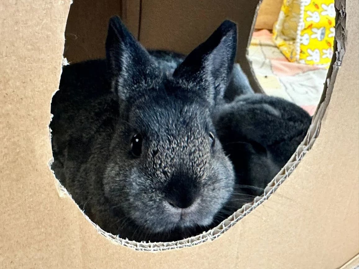 Mocca, Mixed Breed for adoption at Tierheim Friedrichshafen, Friedrichshafen