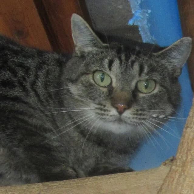 Rena, Mixed Breed for adoption at Tierheim Friedrichshafen, Friedrichshafen
