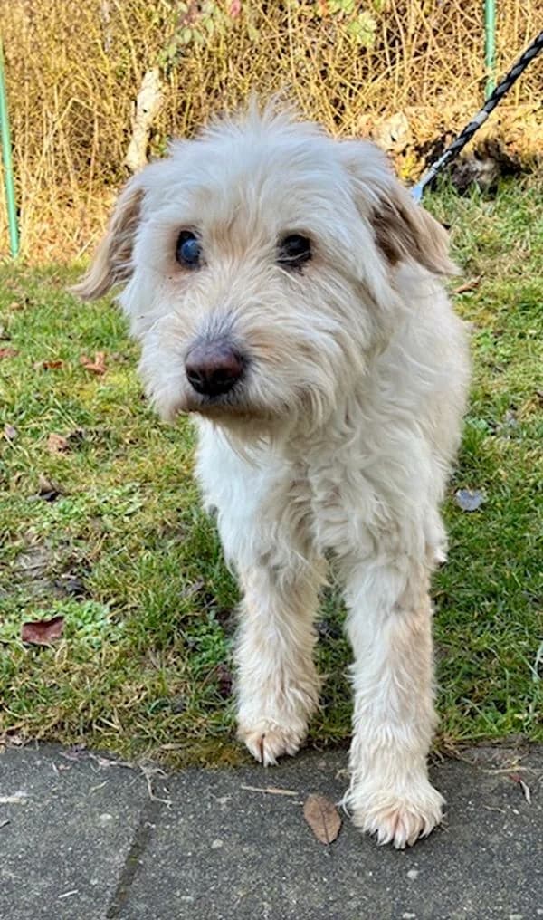 Theo – Gnadenbrothund, Mixed Breed for adoption at Tierheim Friedrichshafen, Friedrichshafen