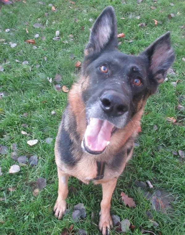 Uta, Mixed Breed for adoption at Tierheim Friedrichshafen, Friedrichshafen