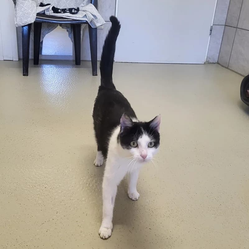 Tapsie, schwarz European Shorthair for adoption at Tierheim Fulda, Fulda