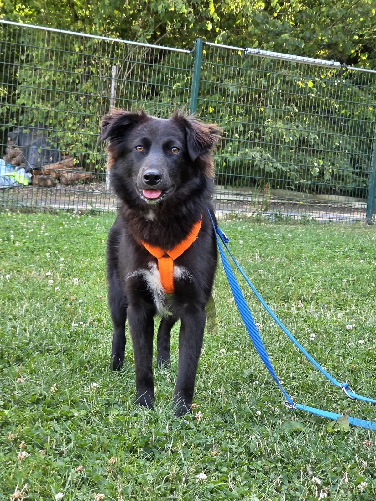 Eliza, female puppy Mixed Breed for adoption at Tierheim Fulda, Fulda