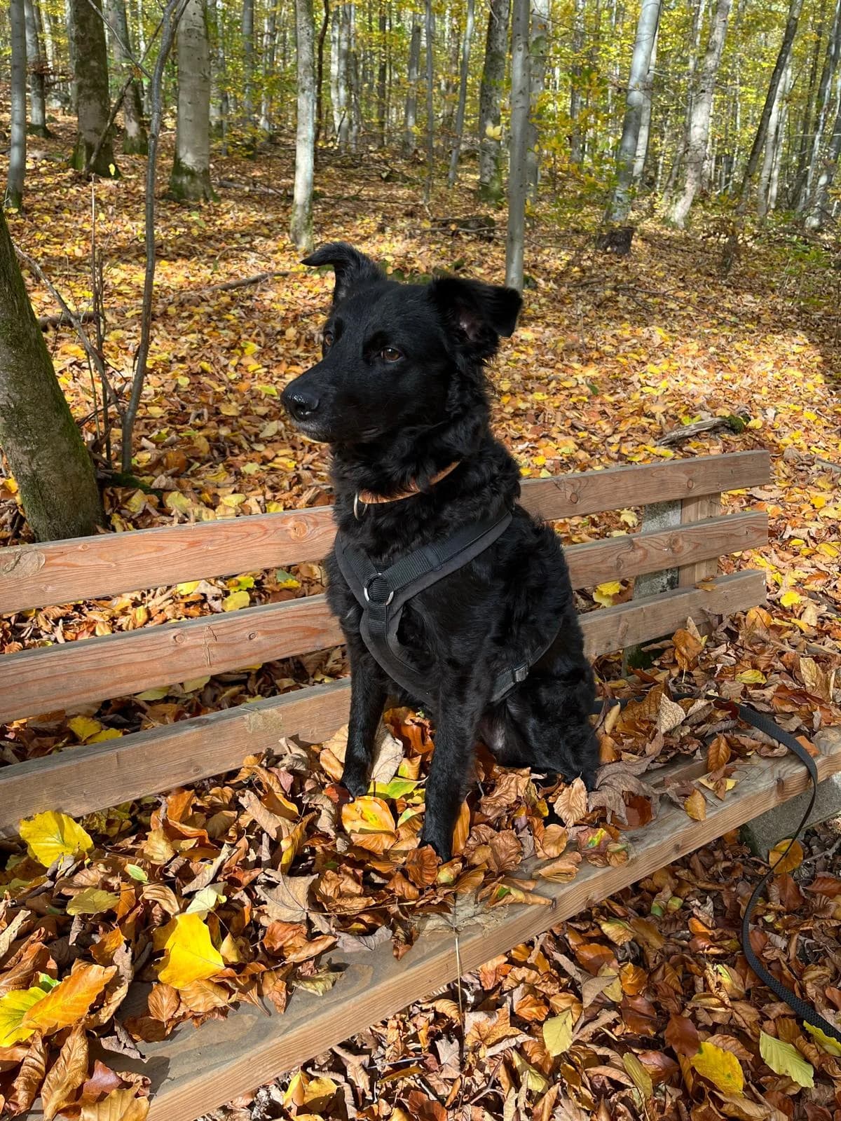 Lia, female 6yo German Shepherd for adoption at Tierheim Fulda, Fulda