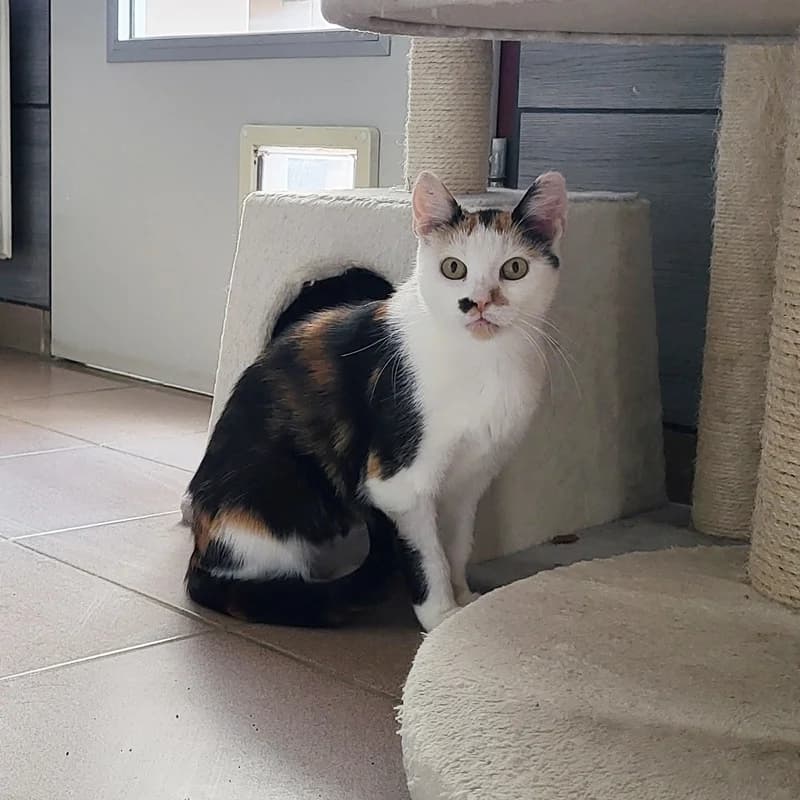 Minni, puppy European Shorthair for adoption at Tierheim Fulda, Fulda