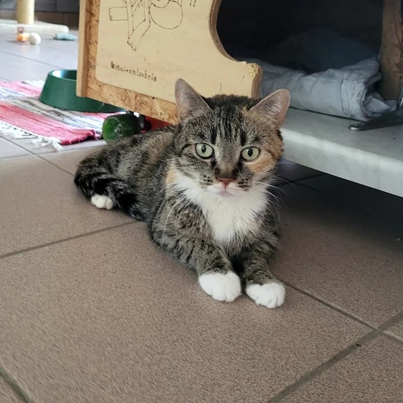 Mika, weiß 7yo European Shorthair for adoption at Tierheim Fulda, Fulda