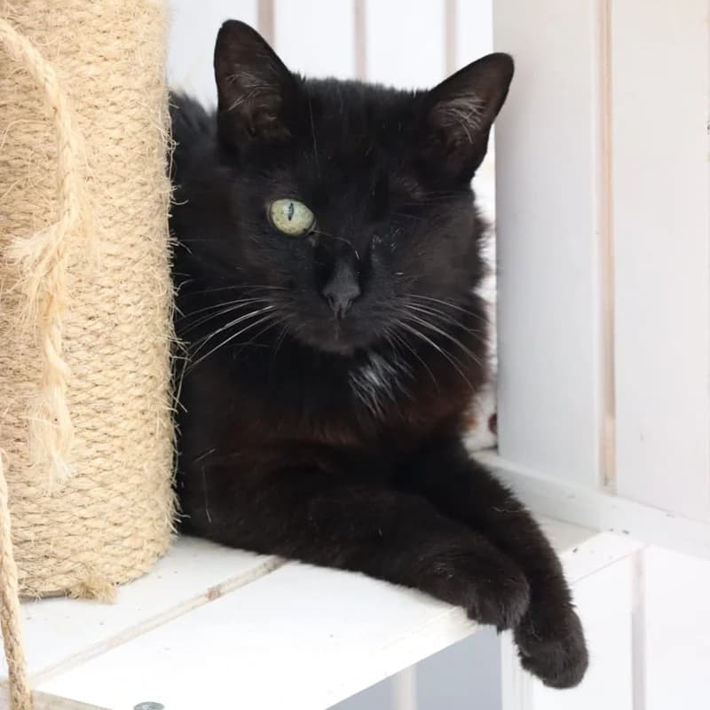 Helena, European Shorthair for adoption at Tierheim Fulda, Fulda