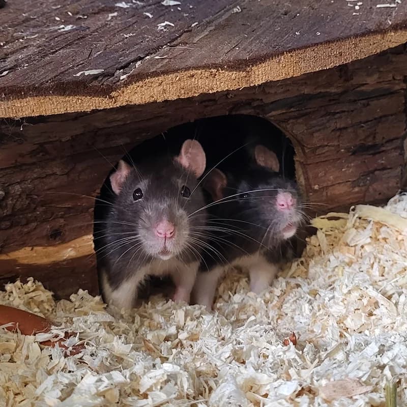Olaf und Glubschi, schwarz young mixed breed for adoption at Tierheim Fulda, Fulda