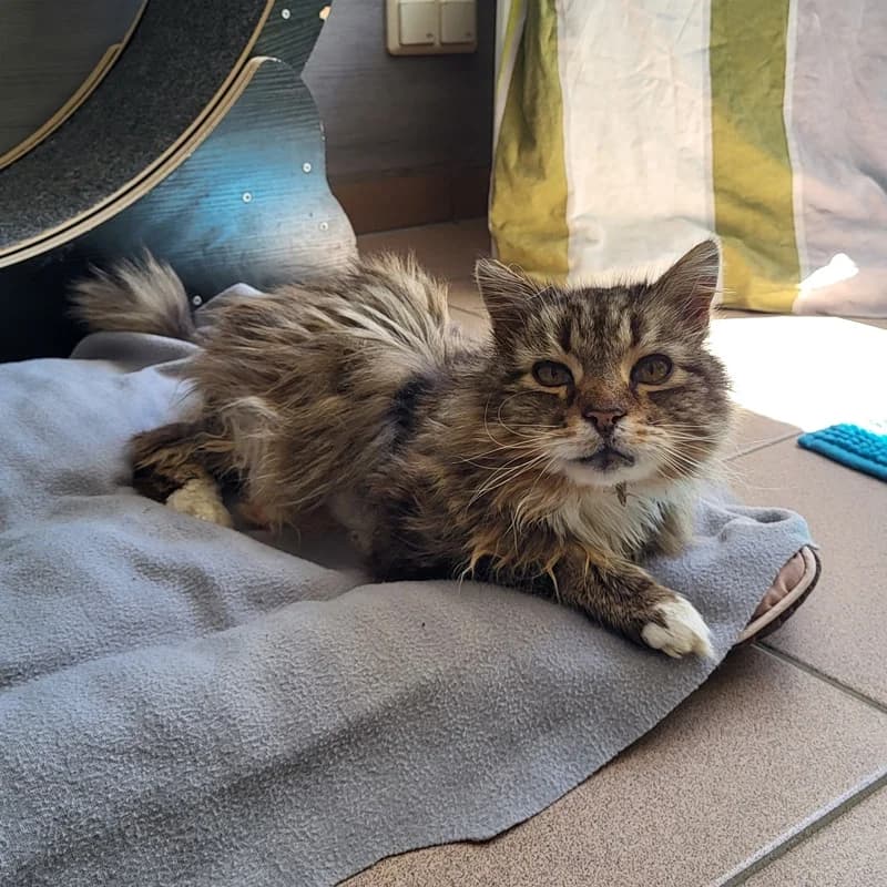 Sir Henry sucht seinen Altersruhesitz, grau male senior Maine Coon for adoption at Tierheim Fulda, Fulda