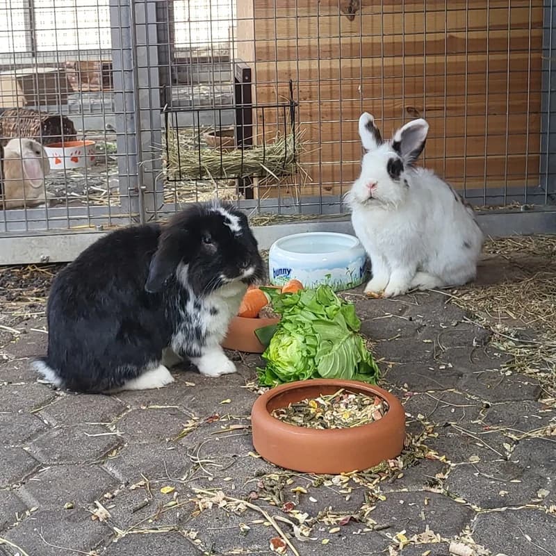 Muh und Gulli, schwarz 5yo mixed breed for adoption at Tierheim Fulda, Fulda