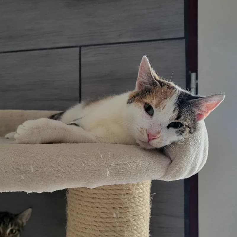 Penny, tricolor puppy European Shorthair for adoption at Tierheim Fulda, Fulda